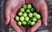 Lotus seeds, also known as makhana, fox nuts and gorgon nuts, are a super food long used in Ayurveda and traditional Chinese medicine. Photo: Getty Images