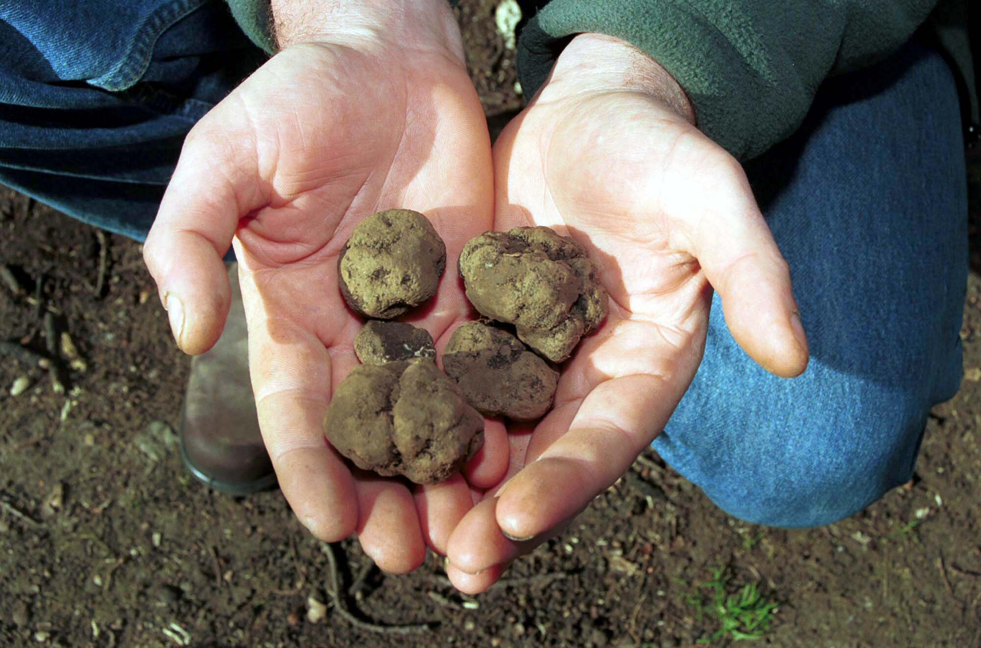 Perigord truffles from a trufferie in Tasmania.Photo: Bloomberg