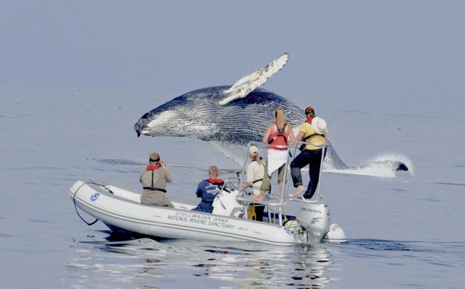 Whale watching has been good for whale populations, tour companies say.Photo: NYT