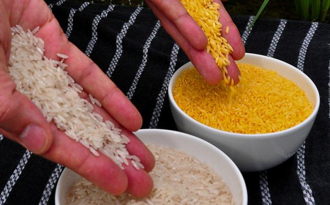 Golden Rice grain and its white grain rival. Photo: Isagani Serrano