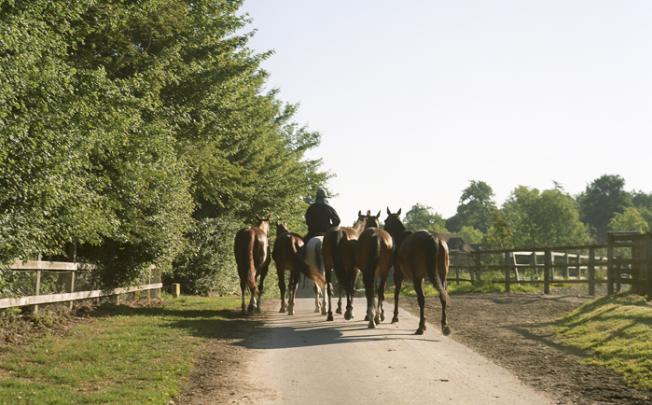 Horses on an early morning stroll in the grounds of Coworth Park. Photos: GLEN PEARSON