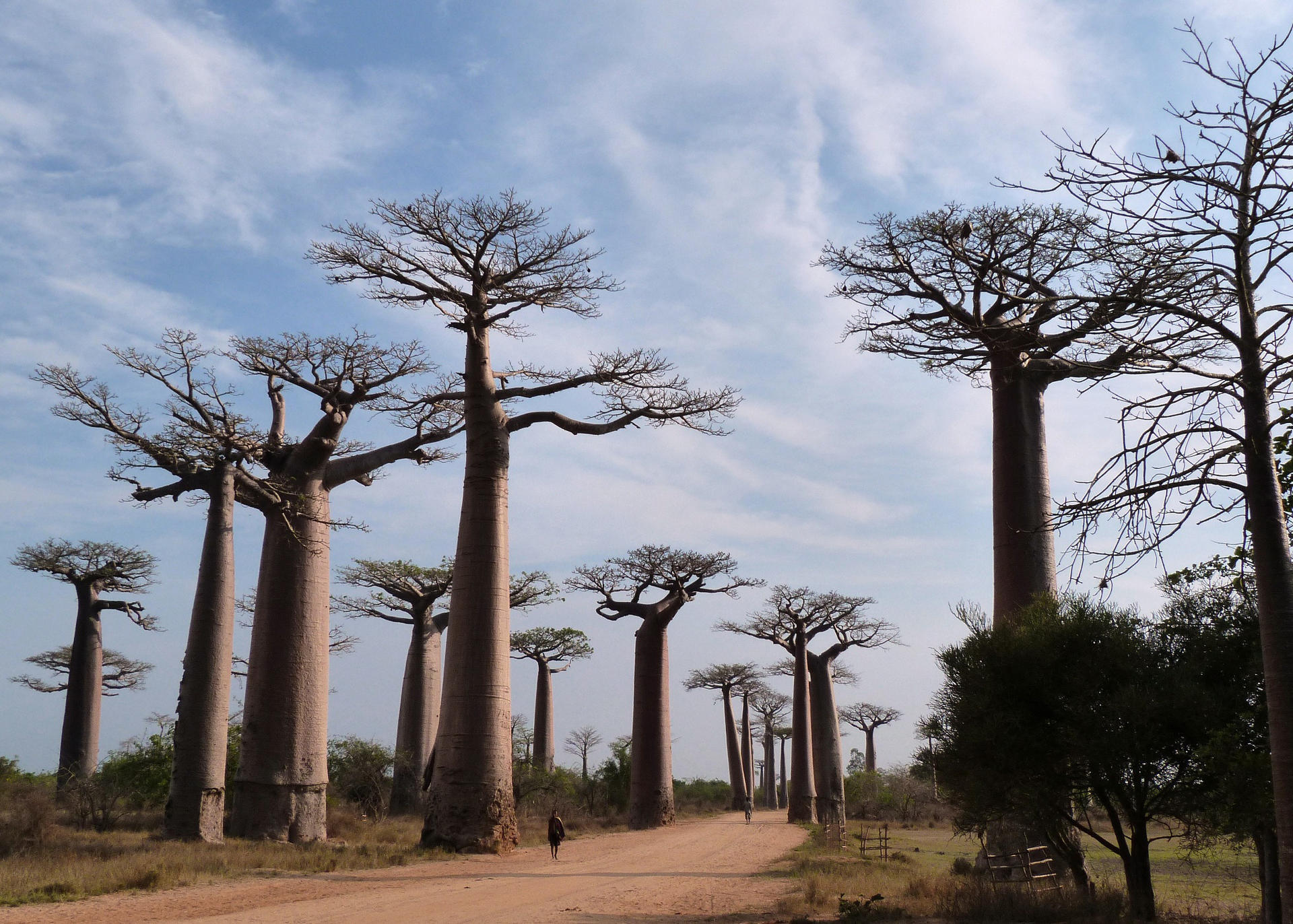 African baobabs are virtually indestructible life savers in the arid regions they inhabit.