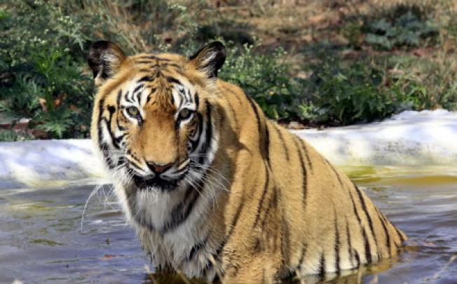 A tiger in Bhopal, Madhya Pradesh, in India. The country's top court has lifted a ban on tourism in tiger reserves. Photo: AFP