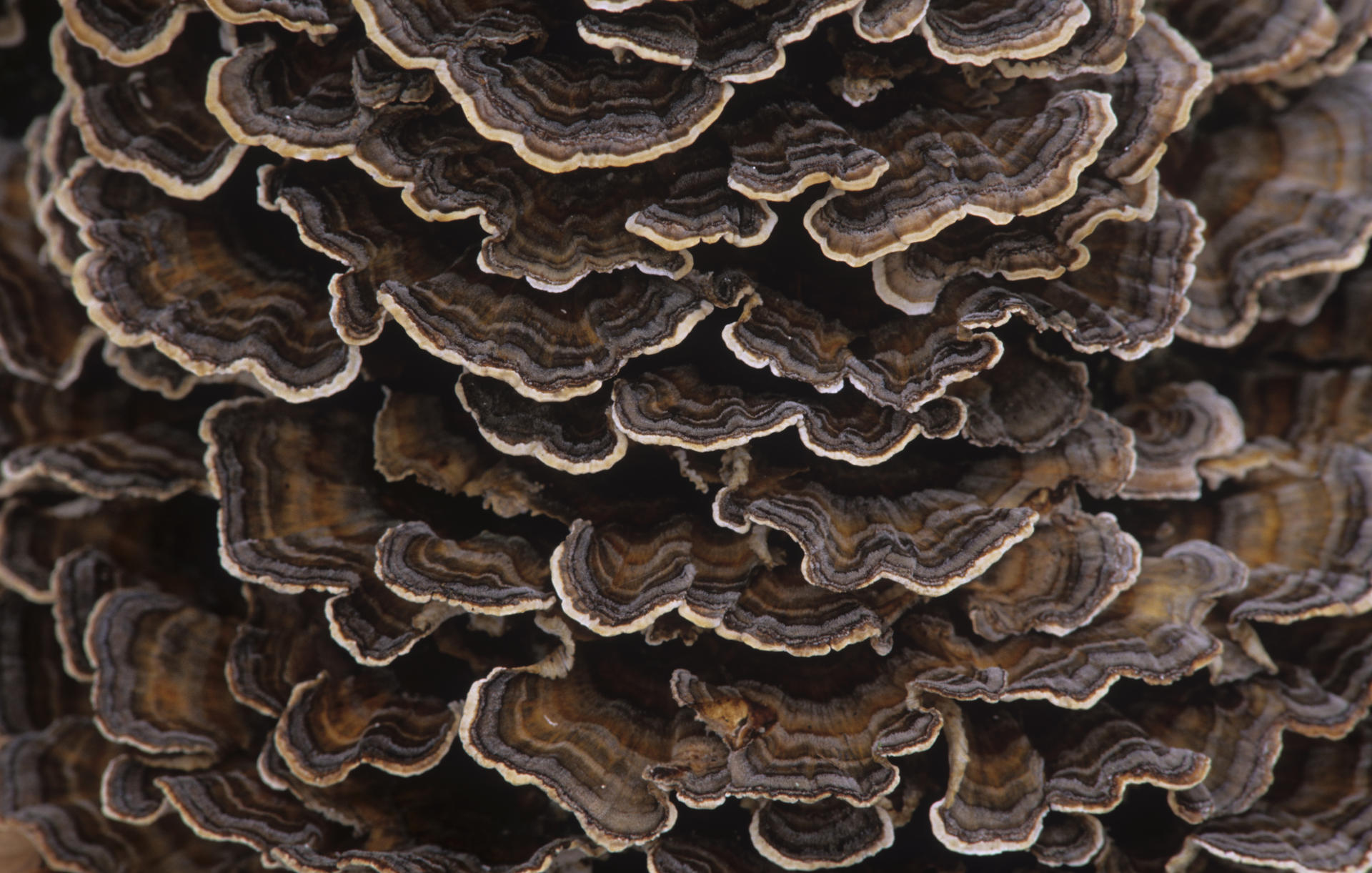 Yunzhi, or turkey tail mushrooms were used in the Ming dynasty for their medicinal properties. Photo: Corbis