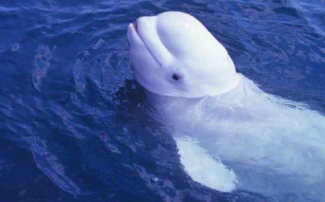 Scientists have recorded human-like sounds from a male beluga whale. Photo: AP 