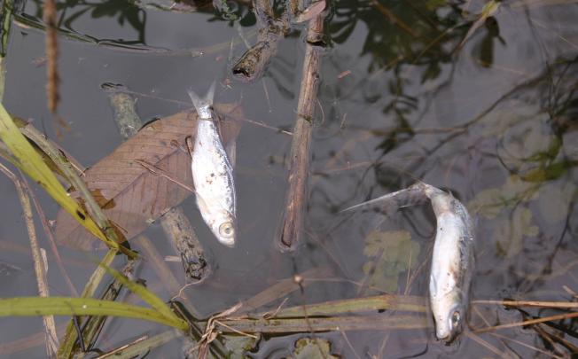 Dead fish float along the Longjiang after 20 tonnes of the carcinogenic metal cadmium was poured into its waters. Photos: SCMP