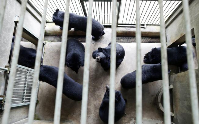 Bears wait to be fed at the Moon Bear Rescue Centre, northern Vietnam. 