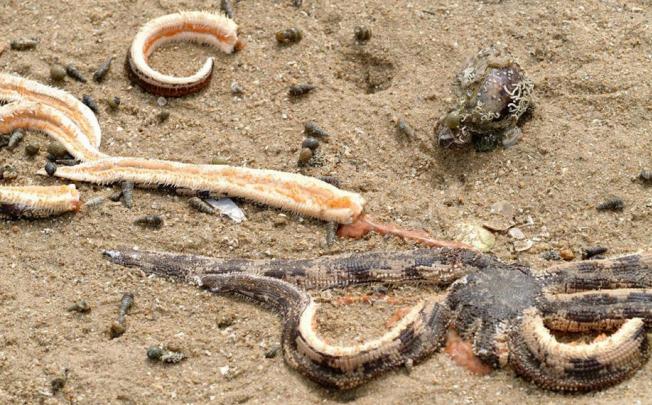 Remains of marine life on Lung Mei's shore. Photo: SCMP