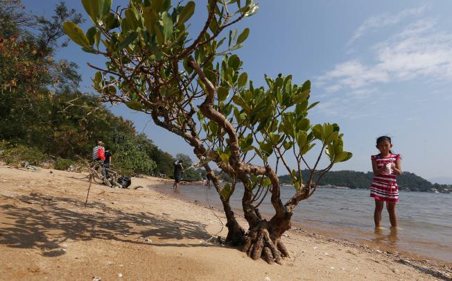 We need to find out how it is possible that despite rigorous due process we are to develop an artificial beach on top of ecologically valuable mud flats along the Ting Kok coast. 