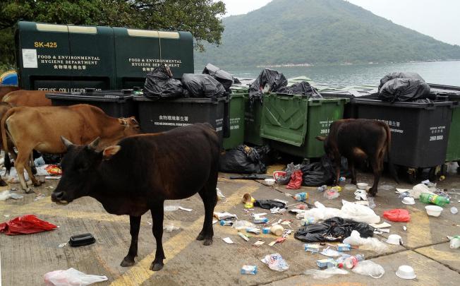 Cows scavenge through rubbish left behind by picnickers at Wong Shek Pier in Sai Kung Country Park. Photo: Red Door News