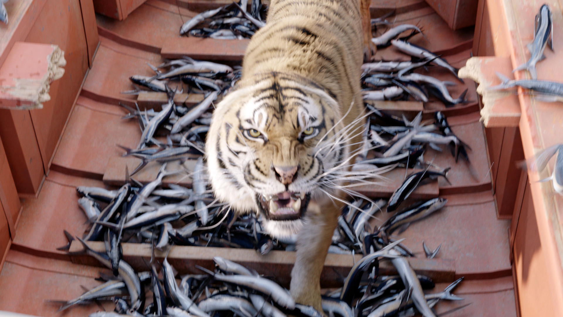 Life of Pi tiger nearly drowned on set, report alleges, Action and  adventure films