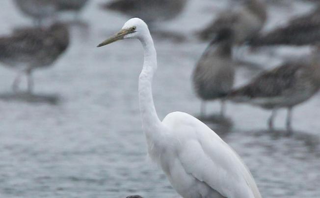 A great egret at Mai Po Nature Reserve. Photo: Nora Tam