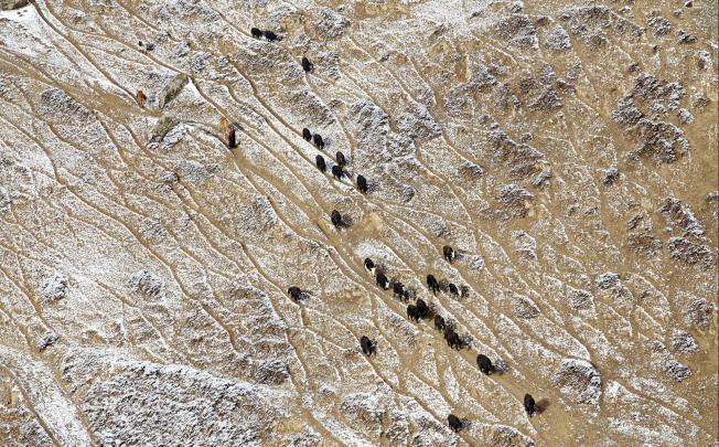 Nomads lead their herds across hills in Sichuan province. Officials have blamed land erosion on overgrazing. However, ungrazed lands continue to deteriorate, suggesting climate change is responsible. 