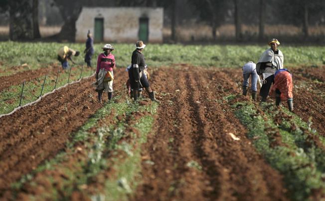 Investors in rich or emerging countries have bought more than 83 million hectares of agricultural land in poorer developing countries since 2000. Photo: Reuters 