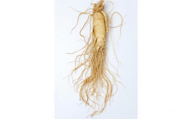 The pharmacological properties of ginseng have been studied and used for more than 2,000 years.