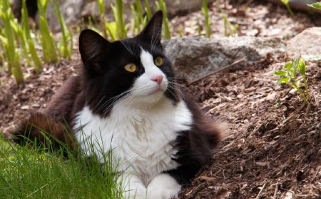 Domestic cats in the United States kill up to 3.7 billion birds a year, scientists estimate. Photo: AP