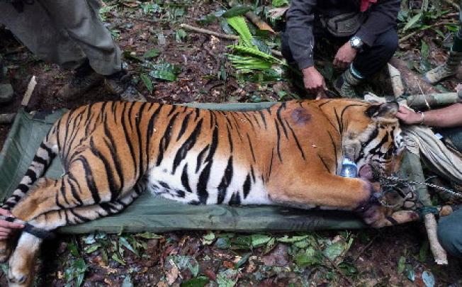 A Malaysian tiger being treated for injuries. Photo: AFP