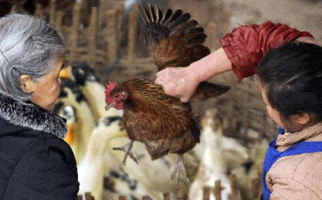 A customer checks a chicken at a small market in China's southwest Guizhou province. Photo: AFP