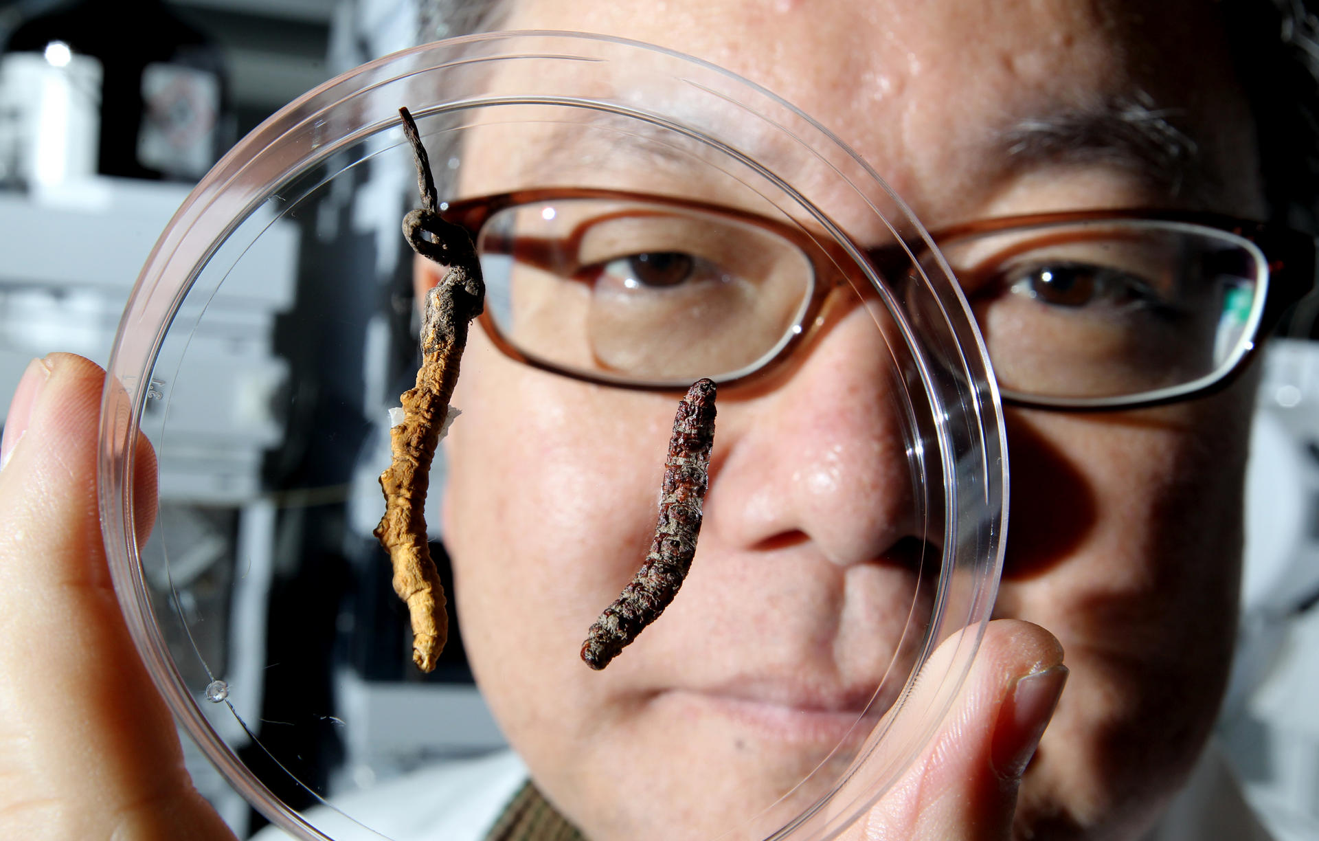 Professor Karl Tsim of HKUST holds up examples of genuine (left) and counterfeit caterpillar fungus. Photo: Dickson Lee