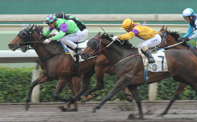 Cultural City was gallant in defeat behind Cheetah Boy in December. Photo: Kenneth Chan