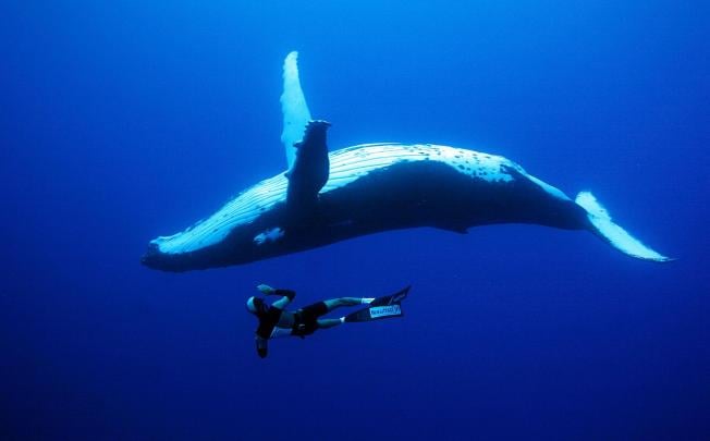 Freediver Yoram Zekri enjoys the company of a humpback whale while diving near Rurutu Island, French Polynesia. Photos: CORBIS, FRED BUYLES/NEKTOS.NET, AFP