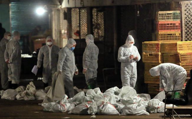 Health staff in protective suits collect bags of dead chickens at the Huhuai Farm Products Market in Shanghai where the H7N9 virus was found in a pigeon sample. More than 20,000 birds were culled. Photo: AFP