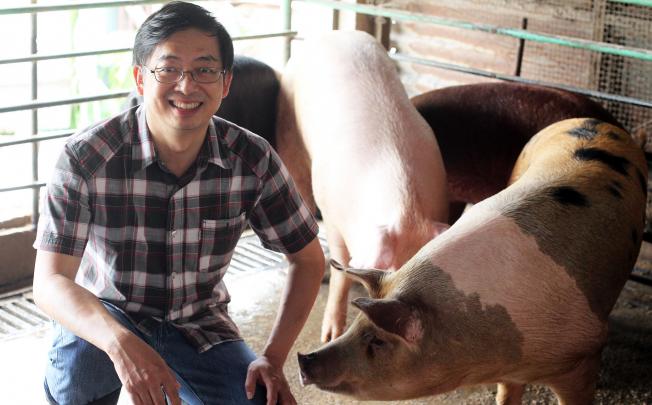Pig farmer Charles Chan in Yuen Long.Photo: K.Y. Cheng