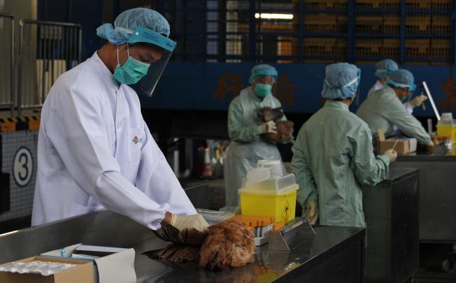 Officials from the Centre for Food Safety get blood and swab samples from chickens imported from mainland China at a border checkpoint in Hong Kong April 11, 2013. Photo: EPA