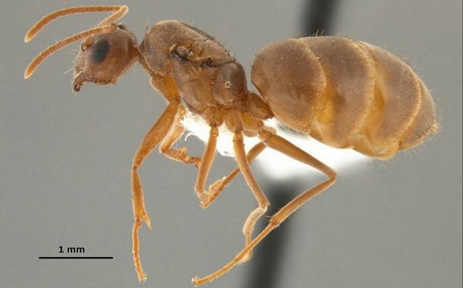 The crazy ants are the size of a flea. Photo: SCMP