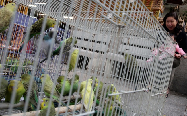Caged birds on sale in a Mong Kok market. Photo: Felix Wong