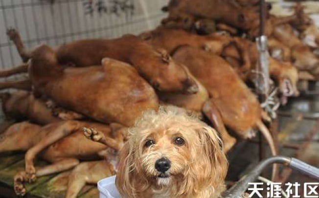 Chinese animal activists petition White House against dog meat festival in Guangxi South China Morning Post