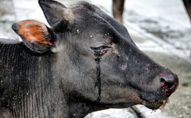 One cow appeared to be crying. Photo: SCMP