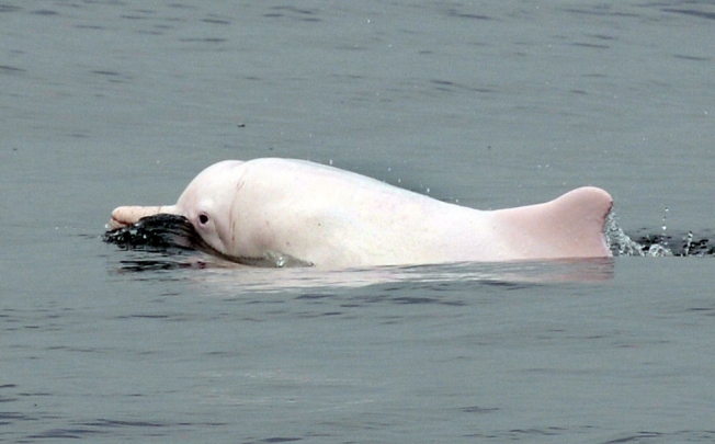 Construction work on the Hong Kong-Zhuhai-Macau bridge is linked to the expected decline in Chinese white dolphins.