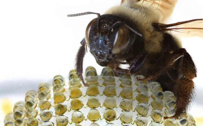 A bee on a web of camera lenses that mimics its own ocular system. Photos: AFP