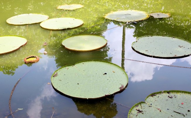 Left: lily pads in the botanical gardens.