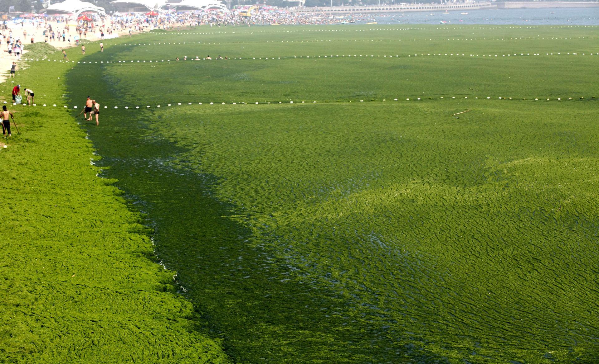 Seaweed farming linked to Qingdao s green tide of algae South