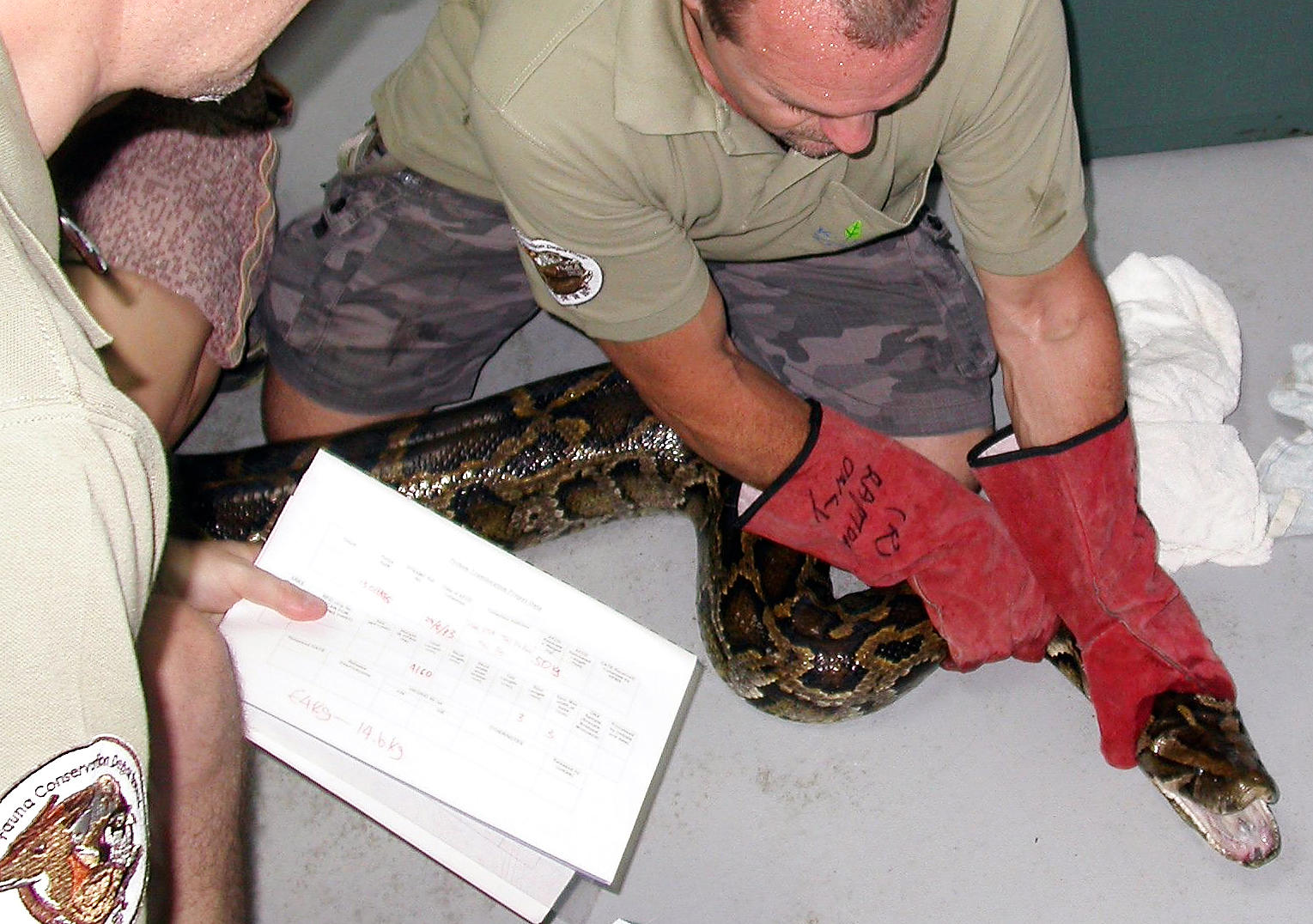 A Kadoorie Farm and Botanic Garden worker inspects a python. Photo: Kadoorie Farm