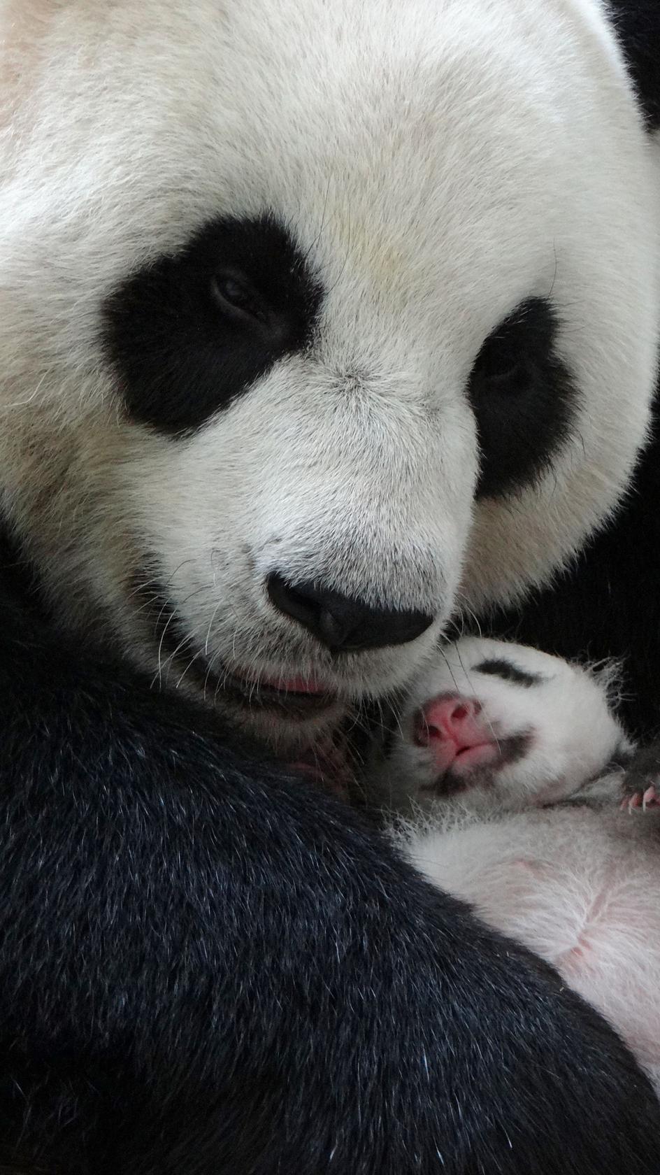 ♡ 。*❁panda cub❁*。大きなトランプJSK♡110♡ Amazon.com: MMOS X JXK Chinese Panda Statue, Adorable Panda