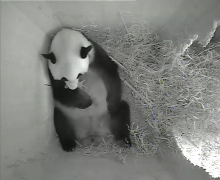 Giant panda mother Yang Yang holding her newborn cub inside a birth box at Schoenbrunn zoo in Vienna. Photo: Reuters