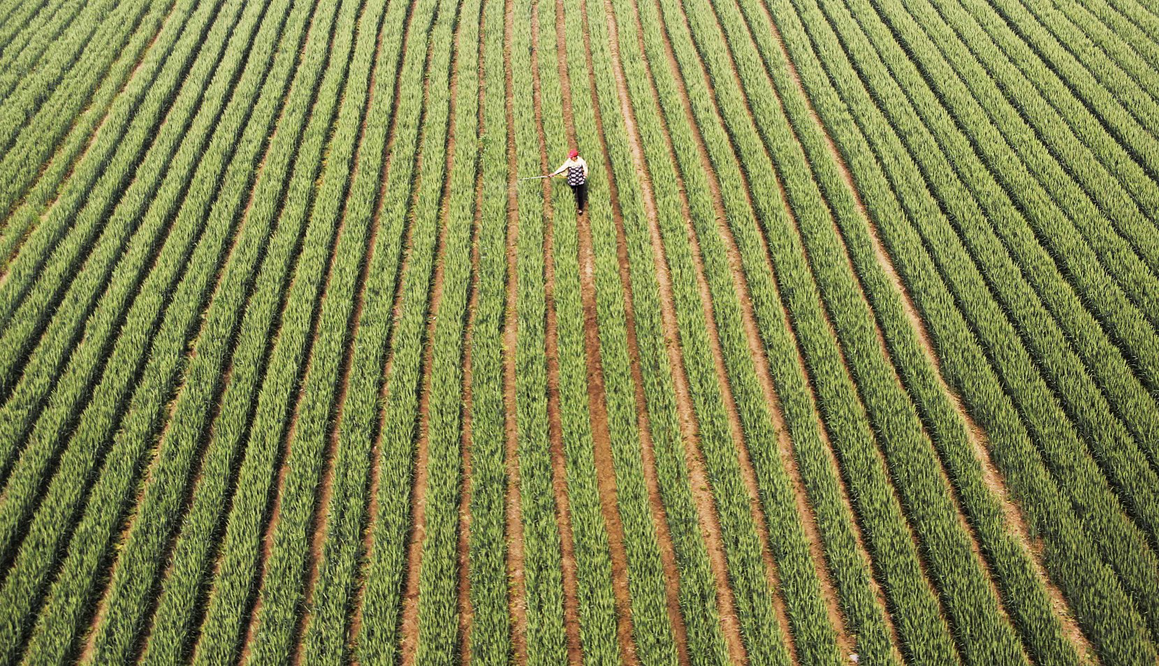 Sinofert said the outlook for the fertiliser sector is clouded by slowing demand growth and a supply glut. Photo: Xinhua