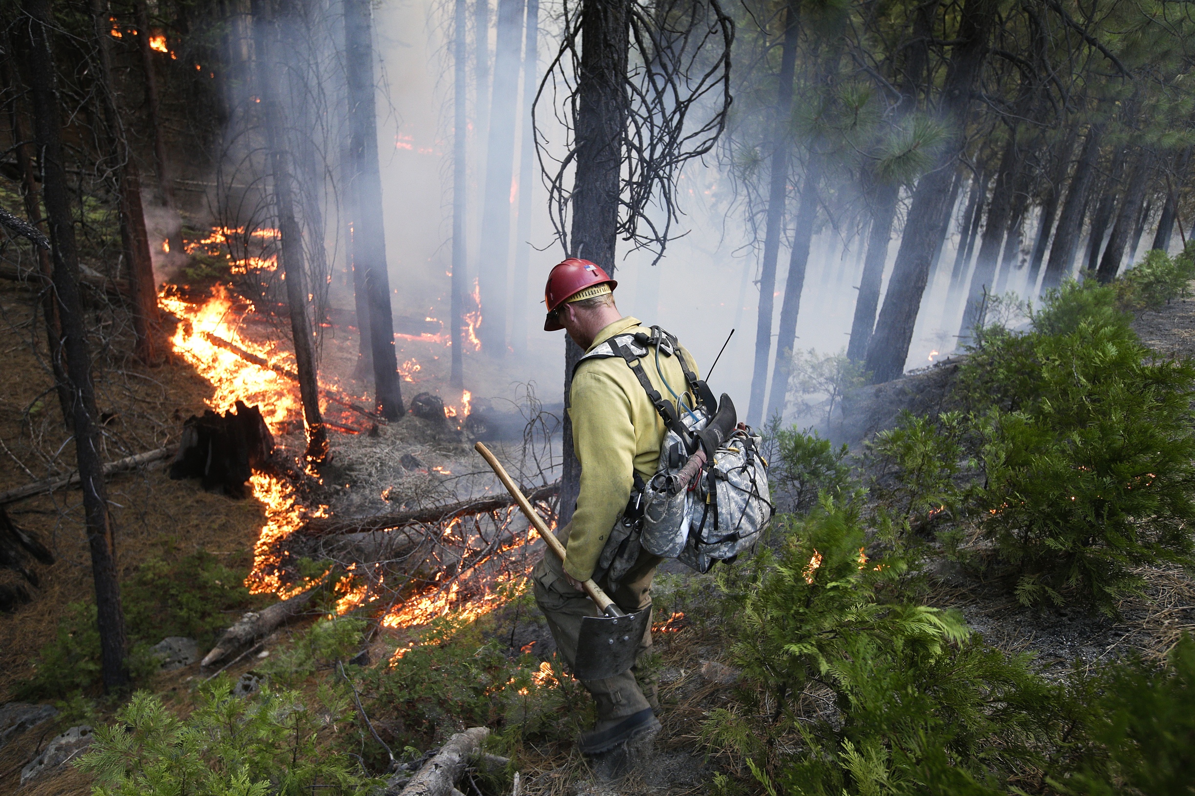 Firefighter Russell Mitchell monitors a back burn during the Rim Fire near Yosemite National Park, California, on Tuesday. Photo: AP