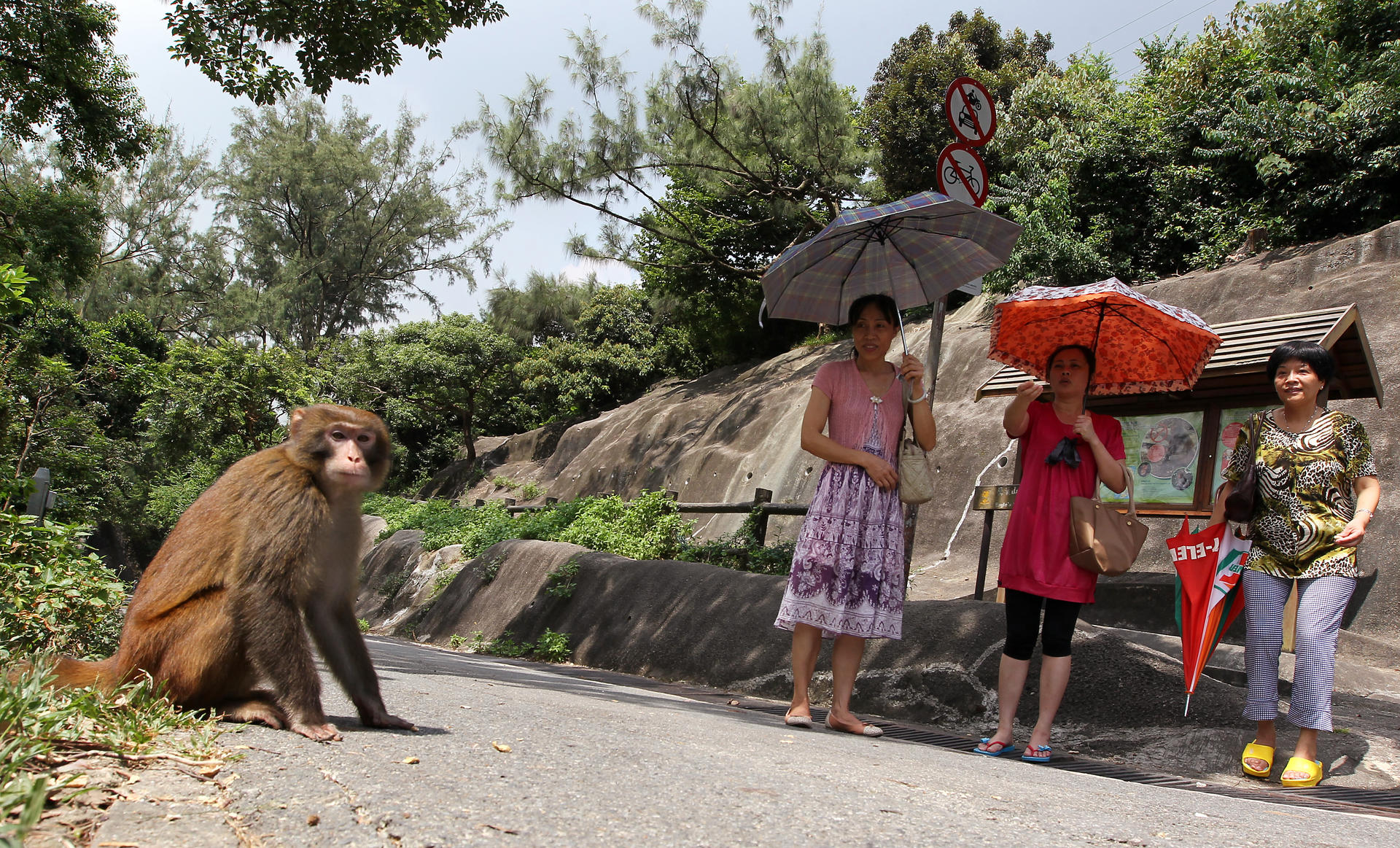 A close encounter in Kam Shan Country Park. Photo: Nora Tam