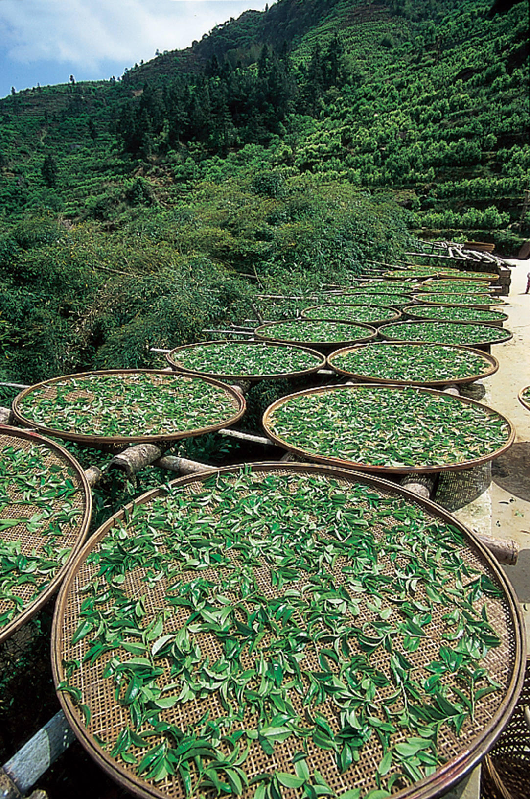 Tea leaves undergo the withering process.