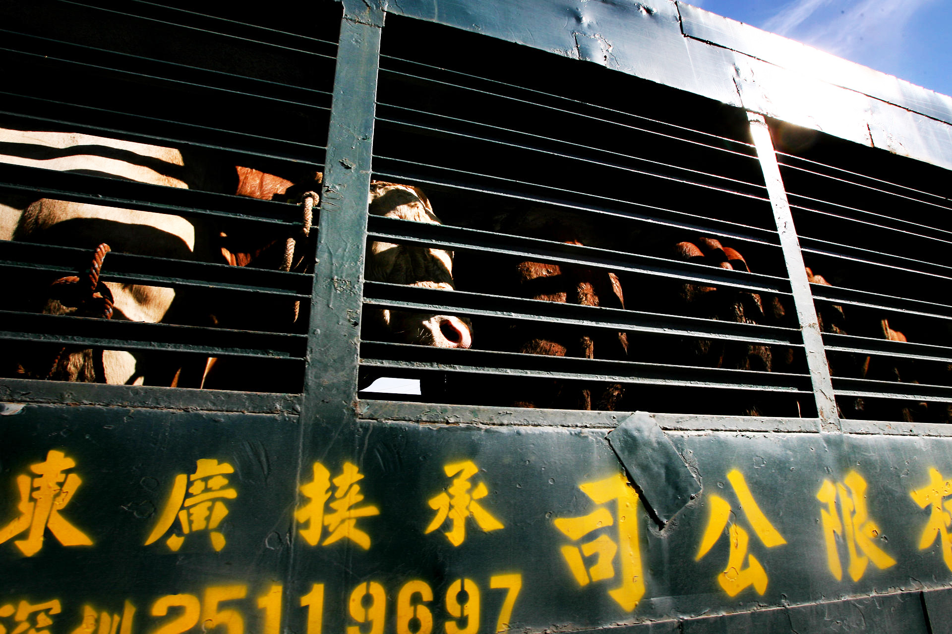 Ng Fung Hong imported 23,194 head of cattle last year.