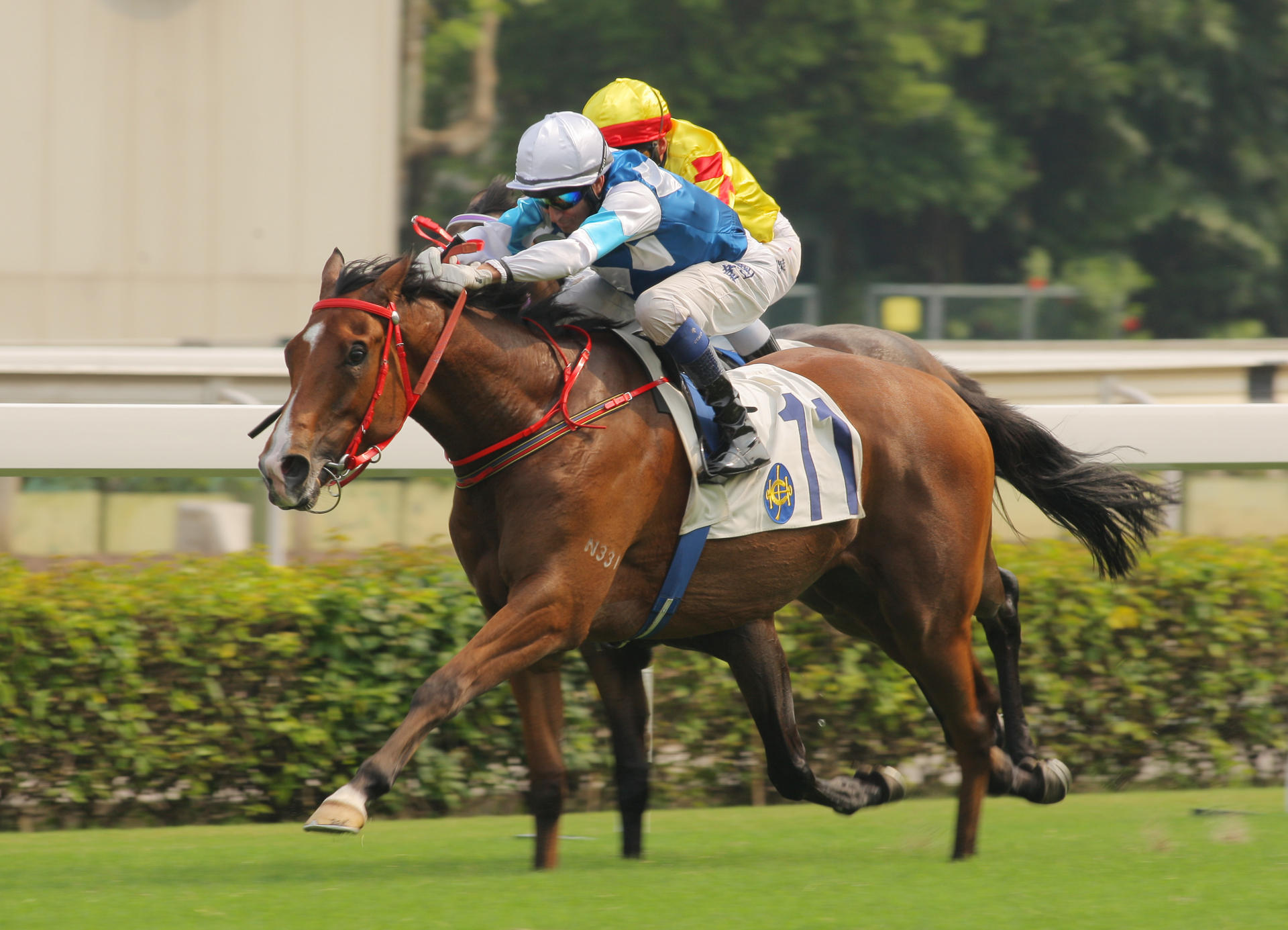 Jack's Gem won well last start. Photo: Kenneth Chan