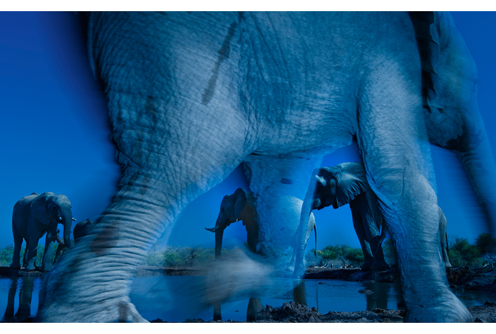 Essence of elephants, Winner of Wildlife Photographer of the Year . Photo: Greg du Toit (South Africa)