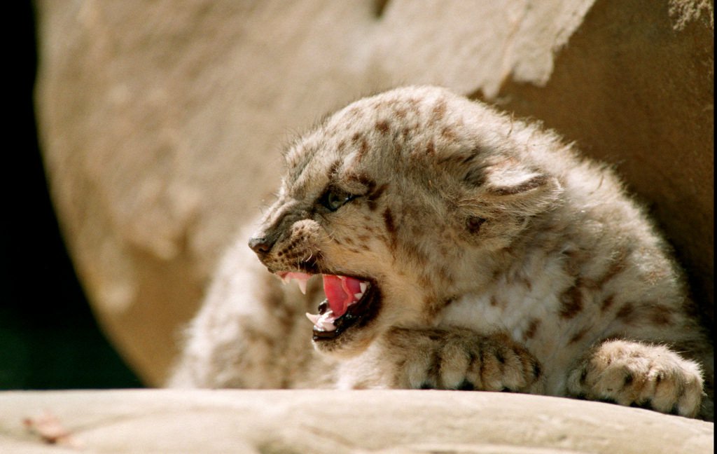 A female snow leopard born in captivity in France. Photo: AFP