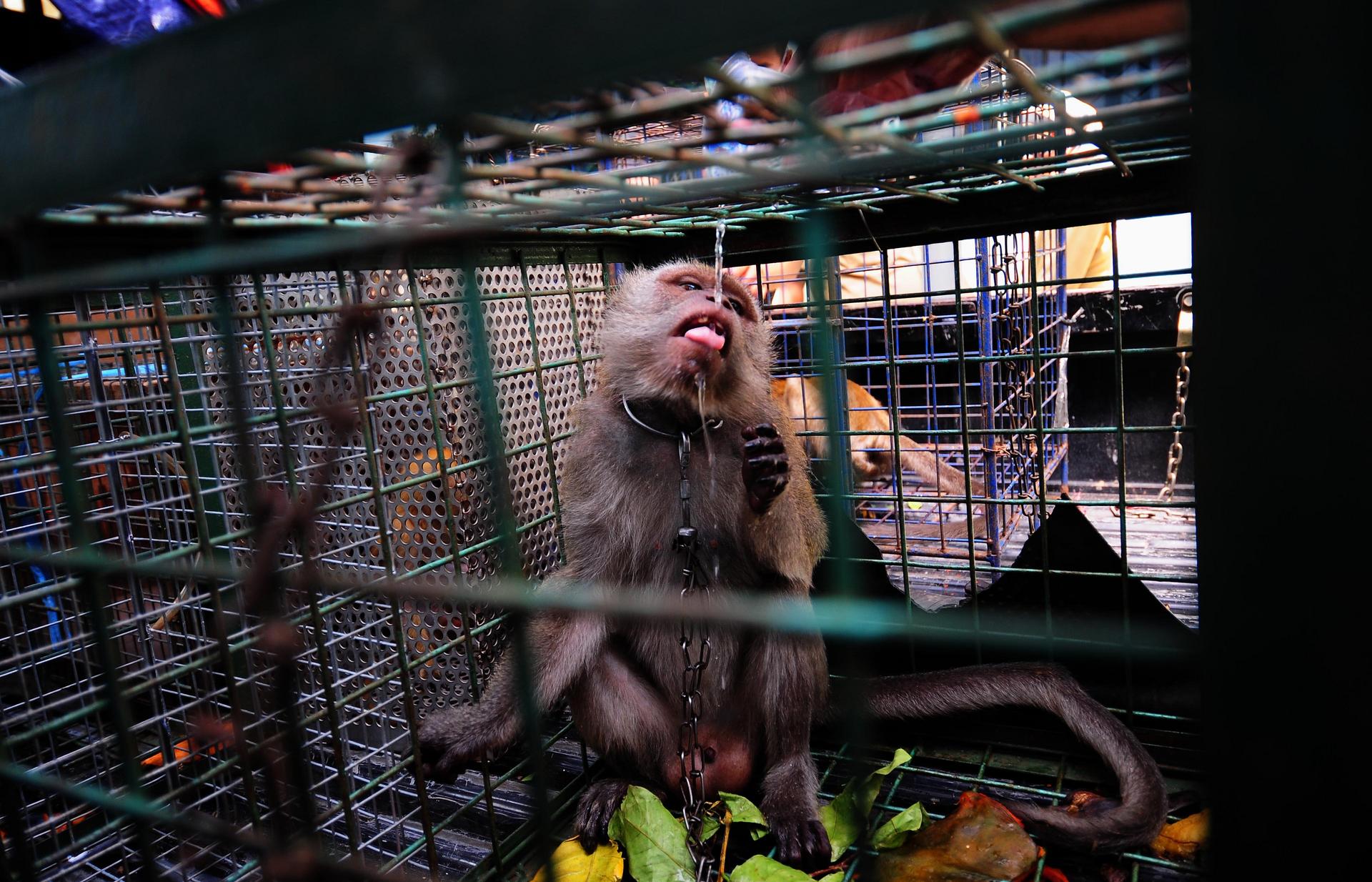 Performing monkey at the market