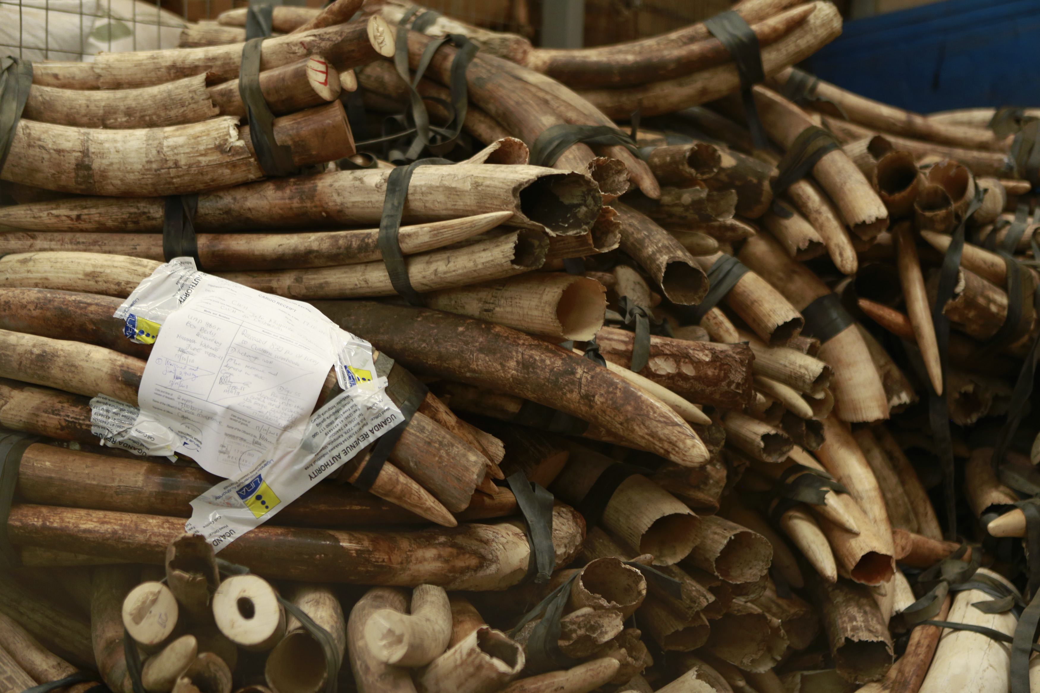 797 elephant tusks hidden in sacks of garlic were seized in three raids on the house of Chinese nationals. Photo: Reuters