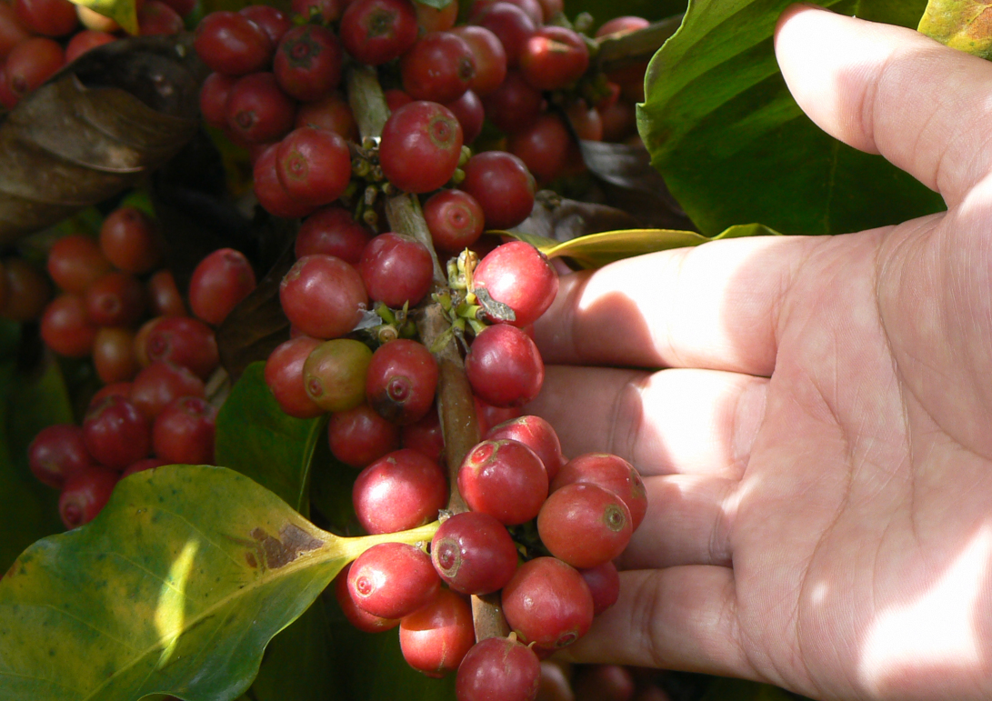 A farmer picks coffee berries in Puer, Yunan Province. Photo: SCMP/Chloe Lai